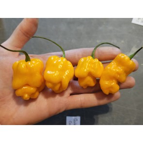 Hot Pepper 'Golden Slimer' Seeds (Certified Organic)