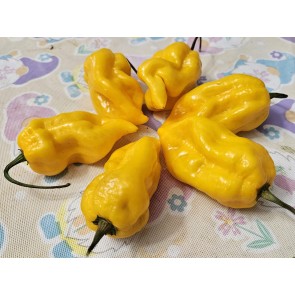 Hot Pepper 'Aji Lemon x Reaper' Seeds (Certified Organic)