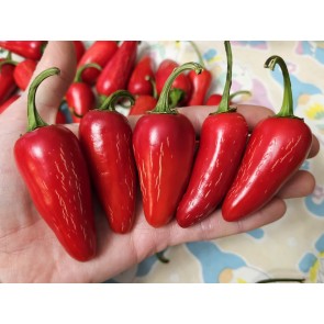 Hot Pepper 'Mattapeno' Seeds (Certified Organic)