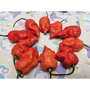 Hot Pepper 'Death Spiral' Seeds (Certified Organic)