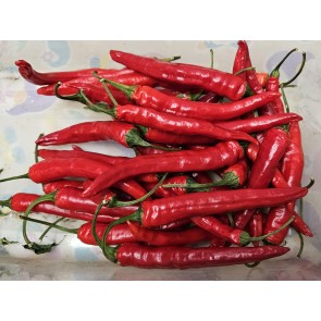 Hot Pepper 'Firecracker Cross' Seeds (Certified Organic)
