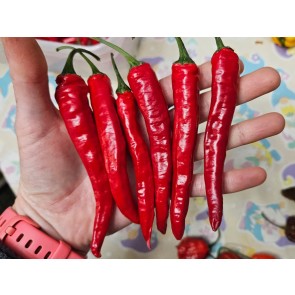 Hot Pepper 'Firecracker' Seeds (Certified Organic)