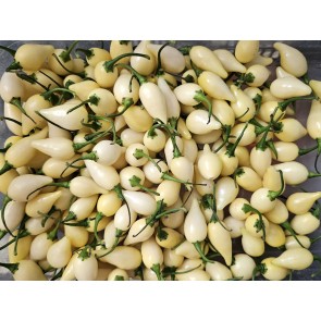 Hot Pepper 'White Chupetinho' Seeds (Certified Organic)