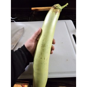 Eggplant 'Thai Long Green’ Seeds (Certified Organic)