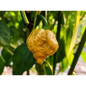 Hot Pepper ‘Golden Carolina Reaper' Seeds (Certified Organic)