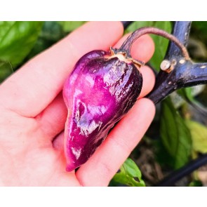Hot Pepper 'Purple Gum Berry MAMP' Seeds (Certified Organic)