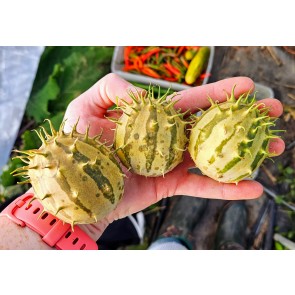 African/Zambian Horned Cucumber Seeds (Certified Organic) Cucumis zambianus 
