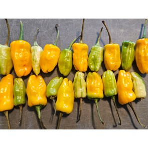 Hot Pepper 'Fish Orange' Seeds (Certified Organic)