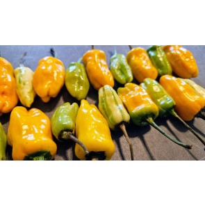 Hot Pepper 'Fish Orange' Seeds (Certified Organic)