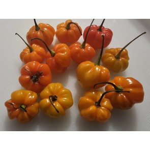 Hot Pepper ‘Orange Scotch Bonnet’ Seeds (Certified Organic)