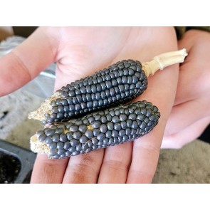 'Melinda's Mini Blue Popcorn' Corn Seeds