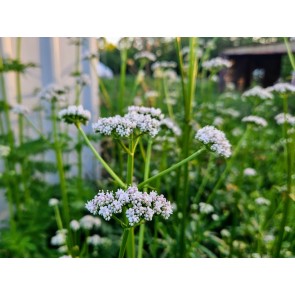 Valerian Seeds (Certified Organic)