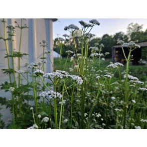 Valerian Seeds (Certified Organic)