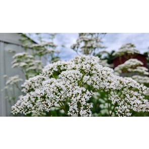 Valerian Plant (4