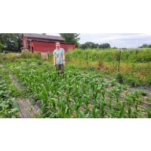 'Melinda's Mini Blue Popcorn' Corn Seeds (Certified Organic)