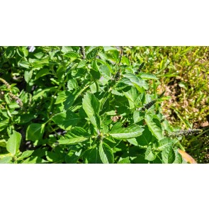 Basil 'Blue Spice' Seeds (Certified Organic)