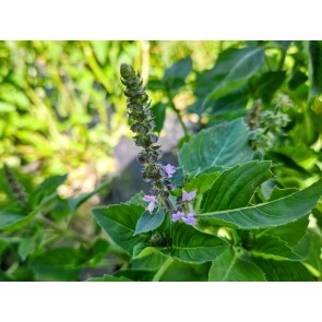 Basil 'Blue Spice' Seeds (Certified Organic)
