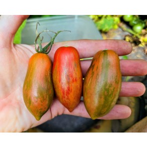 Tomato 'Prairie Fire' Seeds (Certified Organic)