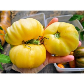 Tomato 'Ghost' Seeds (Certified Organic)