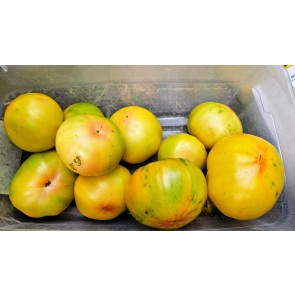 Tomato 'Eye of the Dingo' Seeds (Certified Organic)
