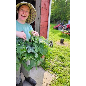 Kale 'Red Russian' Seeds (Certified Organic)