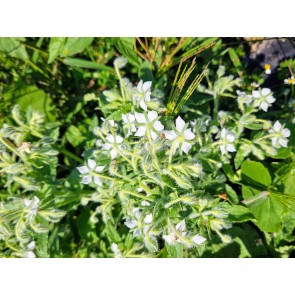 White Borage Seeds (Certified Organic)