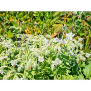 White Borage Seeds (Certified Organic)