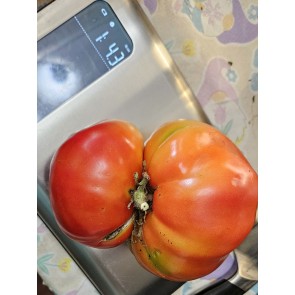 Dwarf Tomato 'Snakebite' Seeds (Certified Organic)