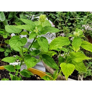 Anise Hyssop 'Tibetan' Seeds (Certified Organic)