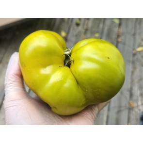 Dwarf Tomato 'Shamrock' Seeds (Certified Organic)