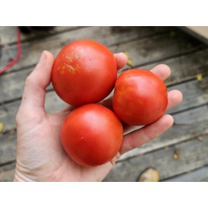 Tomato 'Ukrainian Ultra Early' Seeds (Certified Organic)
