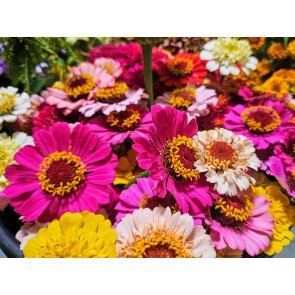 Zinnia 'Candy Mix' Seeds (Certified Organic)