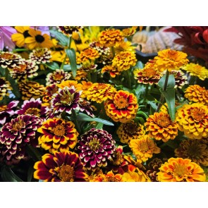 Zinnia 'Aztec Sunset Mix' Seeds (Certified Organic)