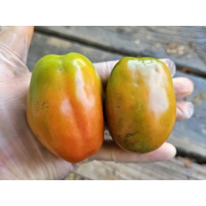 Dwarf Tomato 'San Marzano' Seeds (Certified Organic)