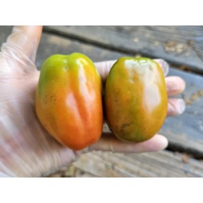 Dwarf Tomato 'San Marzano' Seeds (Certified Organic)