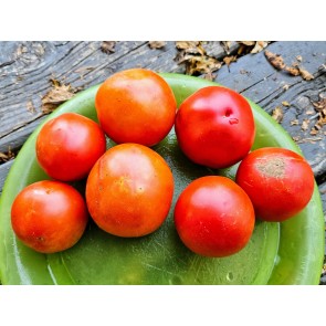 Tomato 'Ukrainian Ultra Early' Seeds (Certified Organic)
