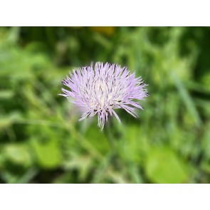 Basket Flower 'Pink' Seeds (Certified Organic)