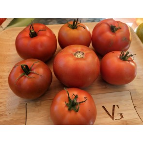 Tomato 'Roman Red' Seeds (Certified Organic)