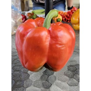 Sweet Pepper ‘Red Bell’ Seeds (Certified Organic)
