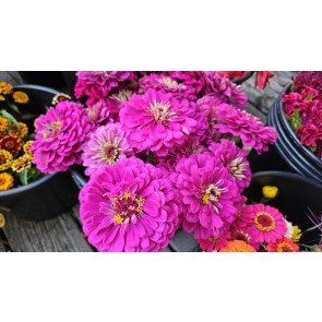 Zinnia 'Purple Prince' Seeds (Certified Organic)