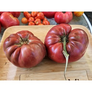 Dwarf Tomato 'Black Angus' Seeds (Certified Organic)