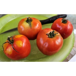 Tomato 'Super Sioux' Seeds (Certified Organic)