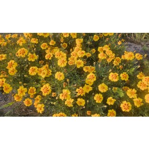  Marigold 'Jaguar' Seeds (Certified Organic)