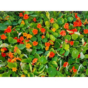 Nasturtium 'Fiesta Mix' Seeds (Certified Organic)