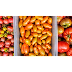 Tomato 'Sun Dipper F2' Seeds (Certified Organic)