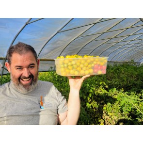 Tomato 'Gajo de Melon' (more yellow strain) Seeds