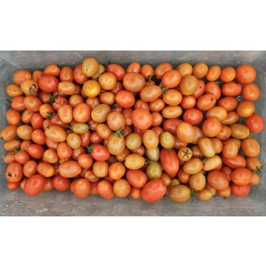 Tomato 'Mini Red Oval TR' Seeds (Certified Organic)