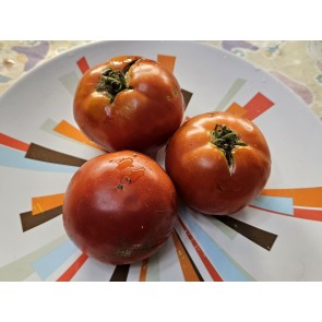 Tomato 'Boxcar Willie' Seeds (Certified Organic)