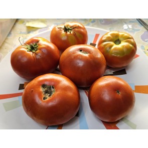 Tomato 'Marglobe Supreme' Seeds (Certified Organic)