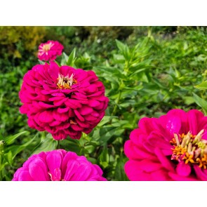 Zinnia 'Purple Prince' Seeds (Certified Organic)